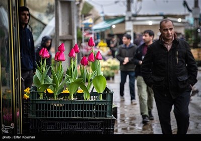 بازار گل و گیاه محلاتی در آستانه سال نو