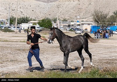 همایش بزرگ کشوری شو سواره اسب اصیل ایرانی - لامرد