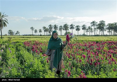 برداشت گل در حمیدیه - خوزستان