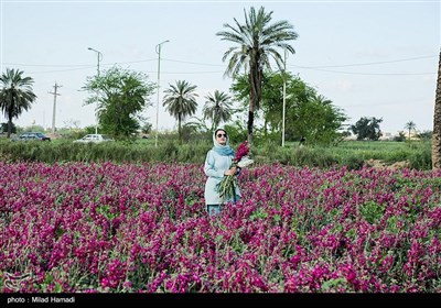 برداشت گل در حمیدیه - خوزستان