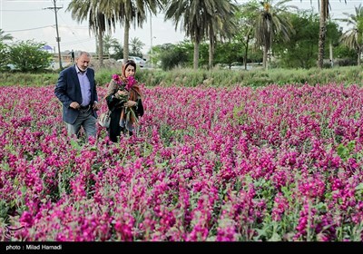 برداشت گل در حمیدیه - خوزستان