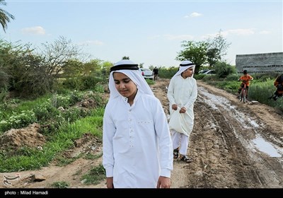 برداشت گل در حمیدیه - خوزستان