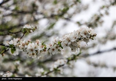 شکوفه های بهاری در روستای کلاچای - گیلان