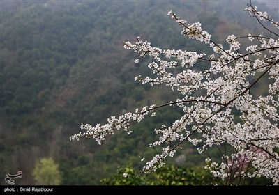 شکوفه های بهاری در روستای کلاچای - گیلان