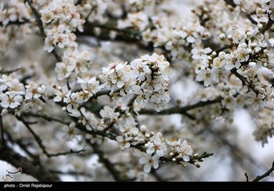 شکوفه های بهاری در روستای کلاچای - گیلان