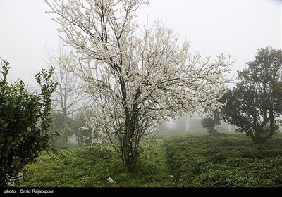 شکوفه های بهاری در روستای کلاچای - گیلان
