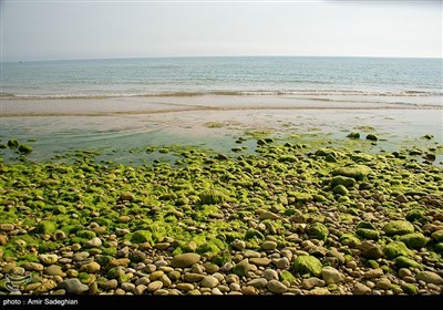 بندر عسلویه