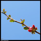 گلهای بهاری در گوشه و کنار شهر