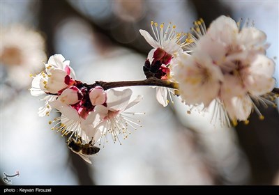 شکوفه های بهاری - سنندج
