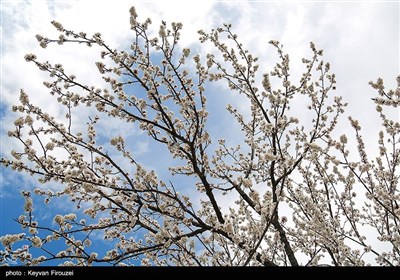 شکوفه های بهاری - سنندج