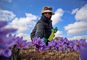 10 درصد زعفران ایران در خراسان شمالی تولید می‌شود