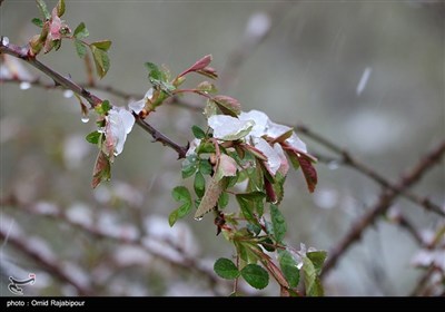 برف بهاری در اشکور گیلان