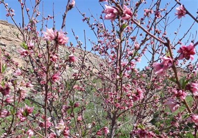 رخ‌نمایی بهار در طبیعت پلدختر به روایت تصویر