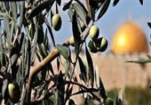 کمپین «درختان فلسطین» در برابر تجاوزات اشغالگران اسرائیلی