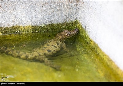 مزرعه پرورش گاندو