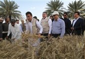 وزیر جهاد نخستین خوشه‌های گندم کشور را در سیستان و بلوچستان درو کرد