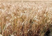 تولید بیش از 120 هزار تن گندم در استان بوشهر