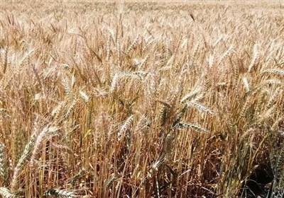 افزایش تولید محصولات کشاورزی لرستان در دولت شهید رئیسی- فیلم ...