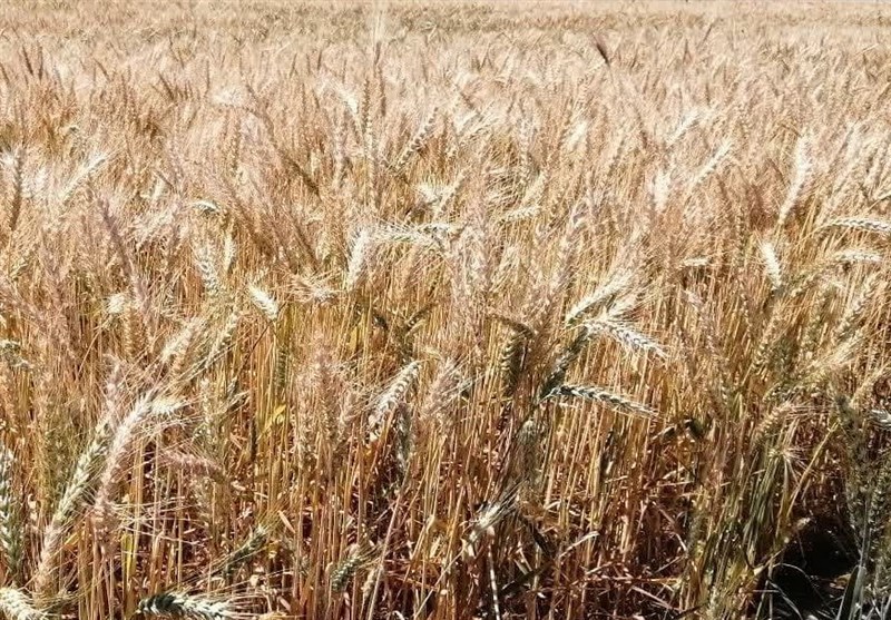 تولید بیش از 120 هزار تن گندم در استان بوشهر