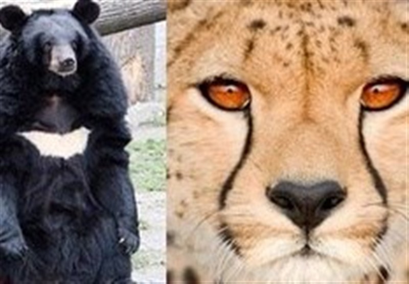نمونه‌برداری از &quot;پلنگ، یوزپلنگ و خرس سیاه&quot; در حال انقراض توسط دانشمندان ایرانی