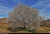 شکوفه‌های بهاری در ارومیه + تصاویر