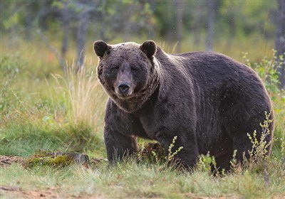  مشاهده "خرس قهوه‌ای" در همدان پس از نیم قرن 