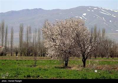 طبیعت بهاری ابهر