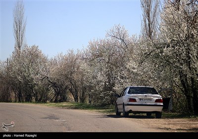 طبیعت بهاری ابهر