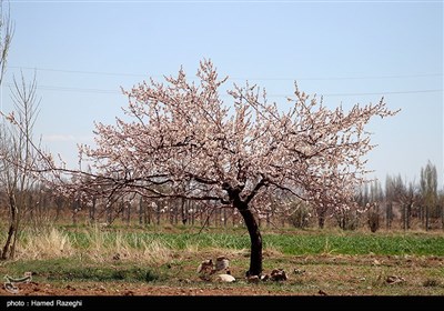 طبیعت بهاری ابهر