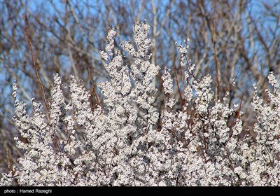 طبیعت بهاری ابهر