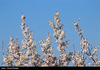 طبیعت بهاری ابهر