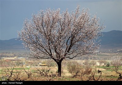 طبیعت بهاری ابهر