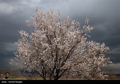 طبیعت بهاری ابهر