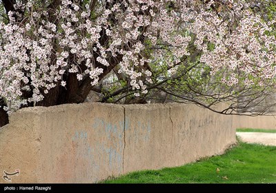 طبیعت بهاری ابهر