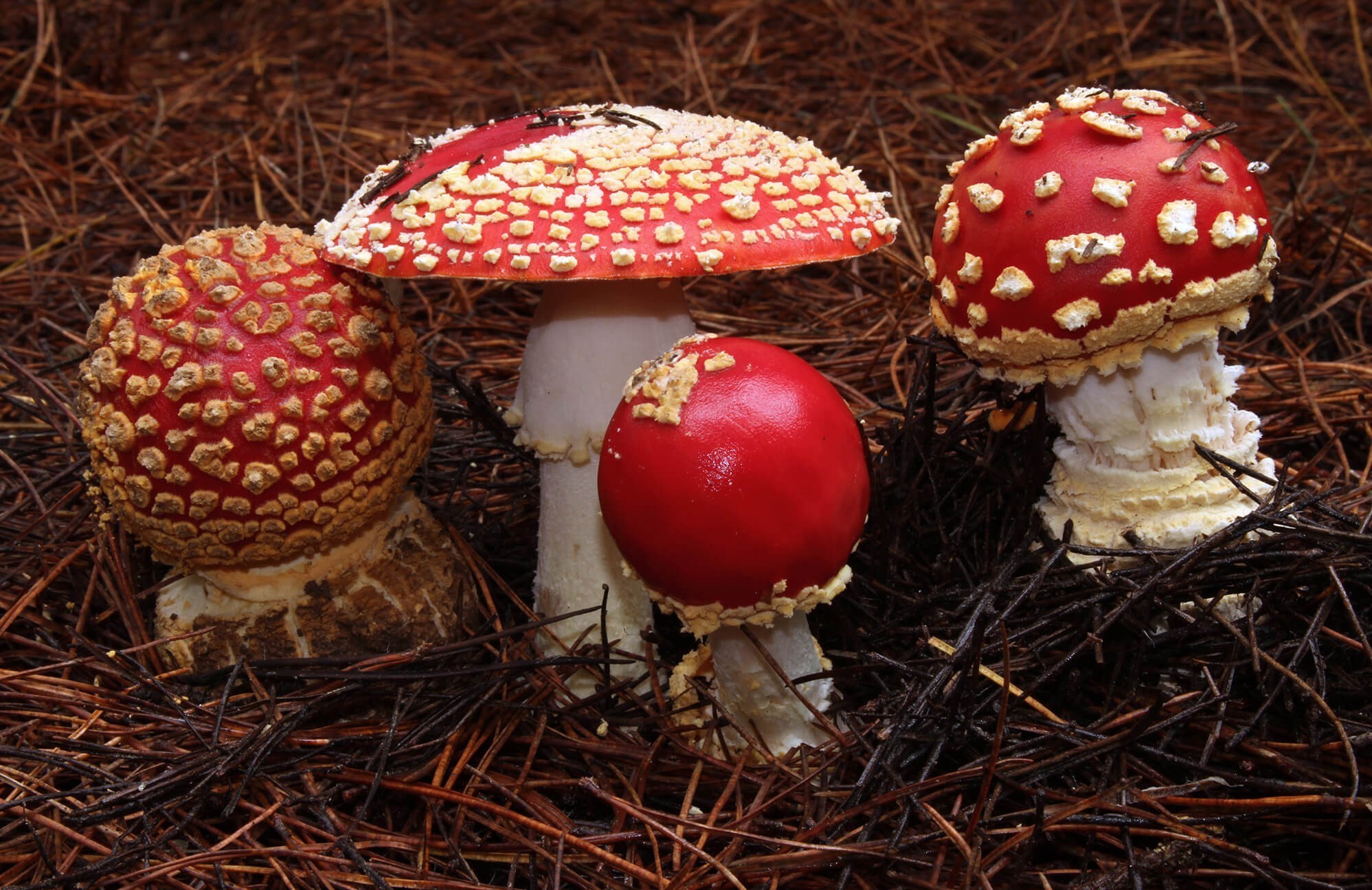 عوارض خطرناک مسمومیت با قارچ‌های سمی در طبیعت