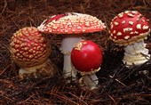 عوارض خطرناک مسمومیت با قارچ‌های سمی در طبیعت