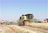 جهاد کشاورزی محدودیتی برای خرید ‌گندم کشاورزان استان تهران ندارد