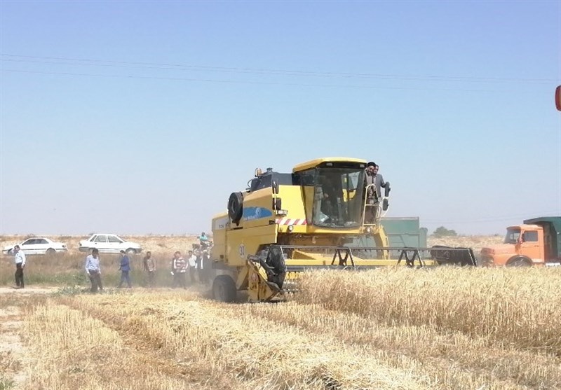 جهاد کشاورزی محدودیتی برای خرید ‌گندم کشاورزان استان تهران ندارد