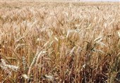 رقم نهایی خرید تضمینی گندم 10.5 میلیون تن شد/ افزایش 25 درصدی تولید گندم در دیمزارها