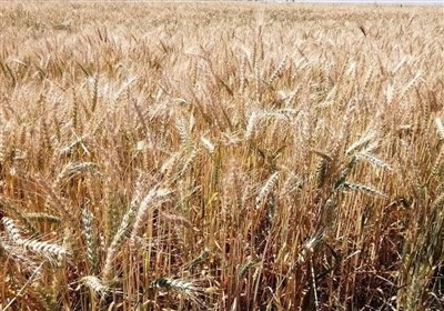  ۱۰۰ هزار تن گندم در ۶ استان خرید تضمینی شد 