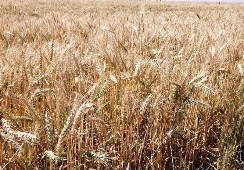 6 میلیون هکتار از اراضی کشور در سال جاری زراعی زیرکشت گندم رفت