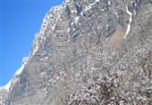 شکوفه‌های بهاری در طبیعت کهگیلویه و بویراحمد + تصاویر