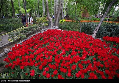 İlhbahar günlerinde İran çiçekleri sergisi