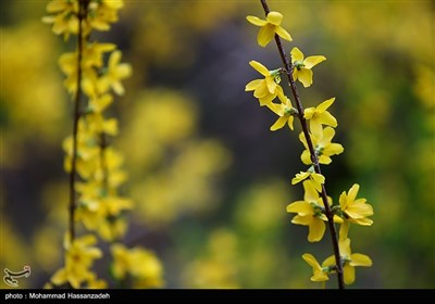تور عکاسی از بوستان باغ ایرانی