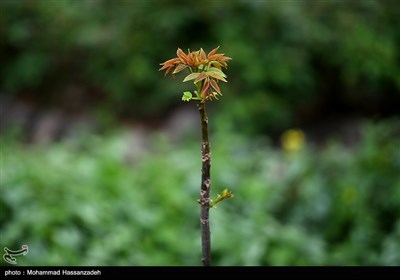 تور عکاسی از بوستان باغ ایرانی