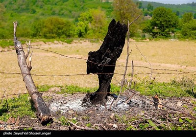 تحمیل مرگ بر درختان هیرکانی - مازندران