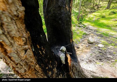 تحمیل مرگ بر درختان هیرکانی - مازندران