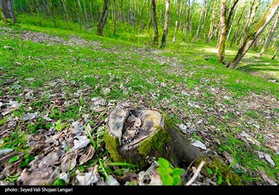 تحمیل مرگ بر درختان هیرکانی - مازندران