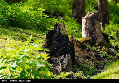 تحمیل مرگ بر درختان هیرکانی - مازندران