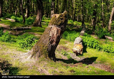 مازندران بعنوان یکی از سبزترین استان های نواحی شمالی کشور طی چند دهه گذشته به اشکال گوناگون در عرصه های مختلفی همچون تصرفات به حریم جنگلها، قاچاق چوب‌ ، بهره‌برداری غیر مجازاز مصالح و معادن کوه‌ها، سندسازی های غیر قانونی، خرید و فروش اراضی ملی و ... مورد تجاوز قرار گرفته است که غالبا این تعرضات مربوط به انفال و منافع عموم مردم مازندران است.